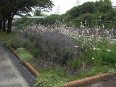 荒子川公園ガーデンプラザのラベンダーの写真一覧 じゃらんnet