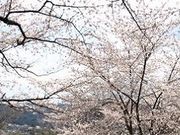 akaneٓ̕VR̍̓eʐ^1