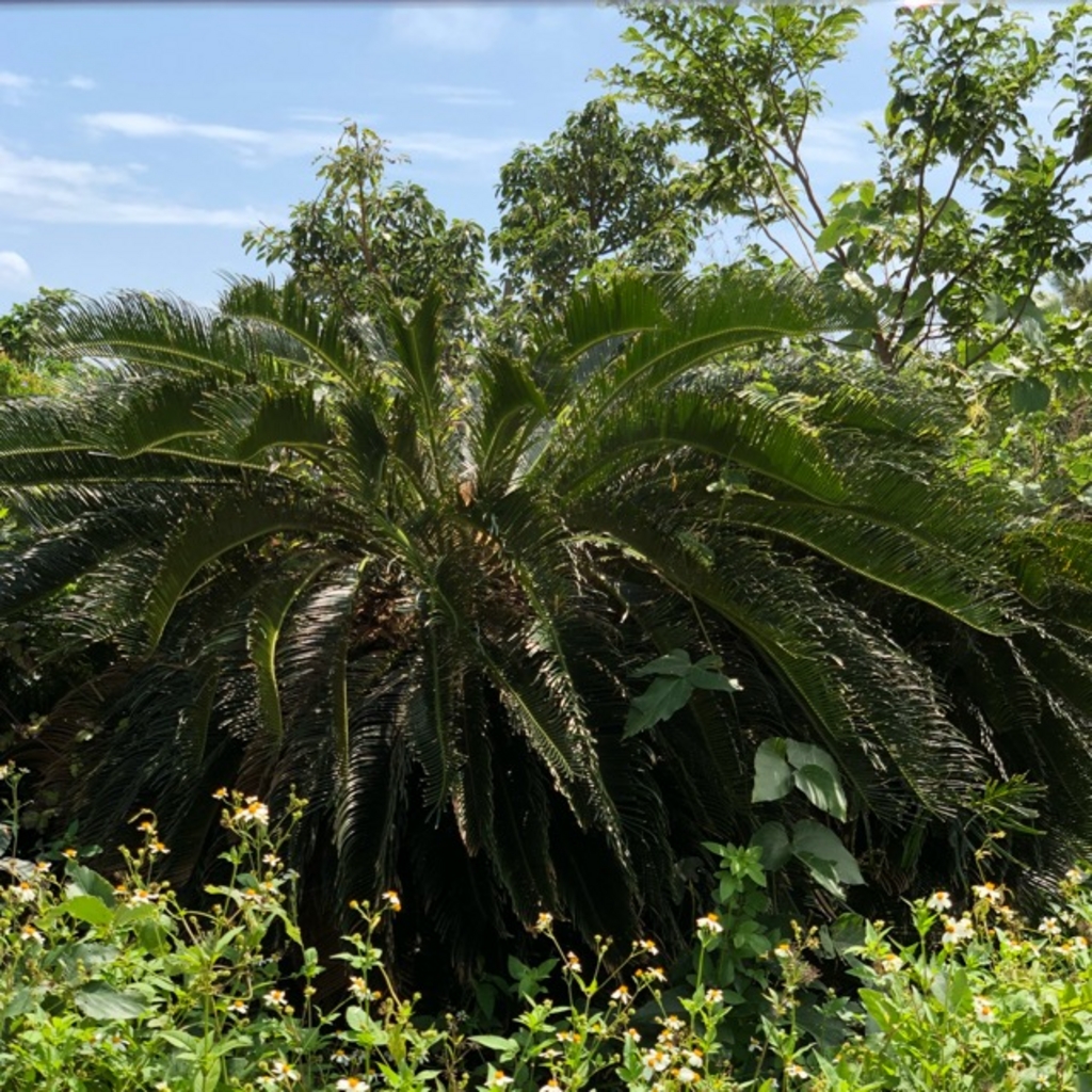 嘉鈍の巨大ソテツ アクセス 営業時間 料金情報 じゃらんnet