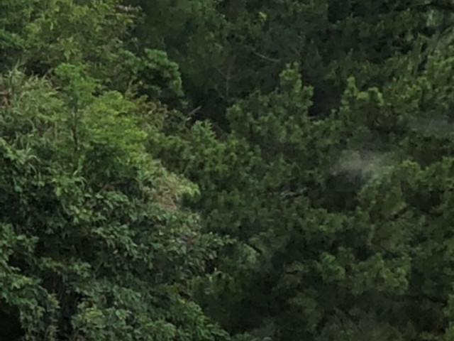 ݂̏~anu݂قv̓eʐ^1