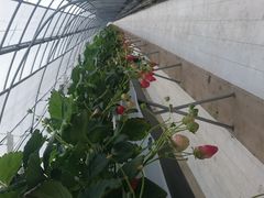 ܂肠̃x[Yt@ւ̓eʐ^1