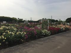 Ȃ̈ɓޒ{sLOւ̓eʐ^1