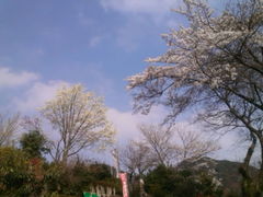 JOEさんの新吉野公園の桜の投稿写真1