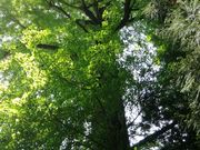 JOE̍E厛̑C`E̓eʐ^1