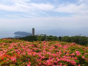 �j�R����񂳂�̐����R�����̓��e�ʐ^1