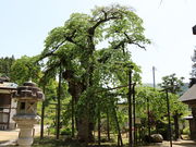 ����ǂ�����̈������̌얀�U�N���̓��e�ʐ^1