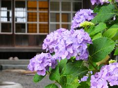 jR񂳂̒|̊ۂւ̓eʐ^1