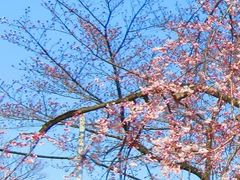 フルスピードさんの宝寿院枝垂桜の投稿写真1