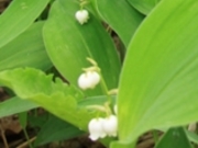 tXs[h̓JŝQn̓eʐ^1