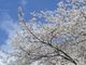 フルスピードさんの本郷の千年桜の投稿写真1