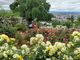 104さんの双松公園のバラの投稿写真1