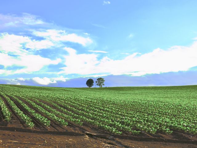 �e�q�̖�_�e�q�̖�