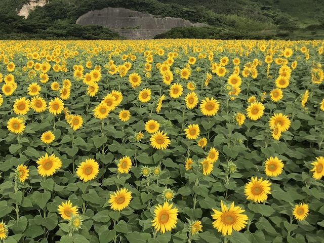 �Ђ܂�肪���J�ł����B
�C�����悩�����ł��B
12���܂łЂ܂�肪�y���߂�炵��_�ό��_���ԂЂ��