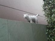 Ƃ񂳂̉Ėڟ΋ՁiL̉Ɓj̓eʐ^4