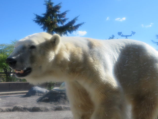 ���͂̃V���N�}_���R������