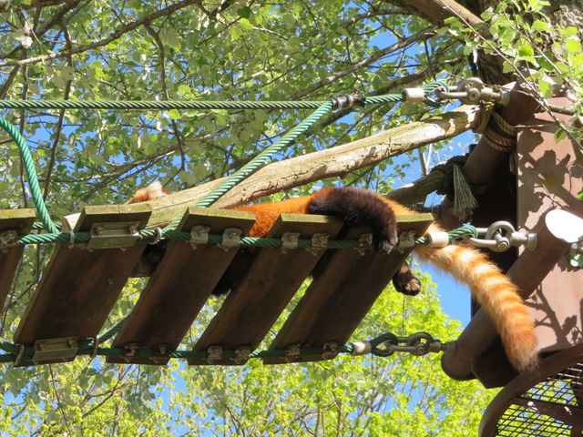 �܂����肷�郌�b�T�[�p���__���R������