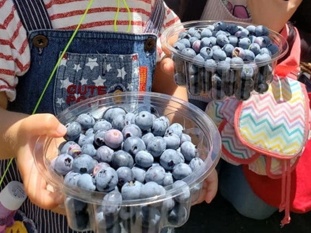 �u���[�x���[��������_���n�[�x�X�g�_��