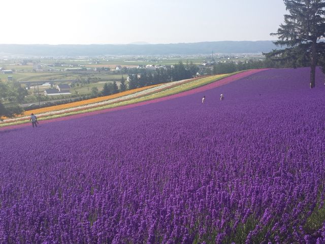 �Y��ɍ炢�Ă�Ԕ�_���x���_�[��