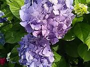 scott̋{Rӂ邳Ƃӂꂠ̓eʐ^1