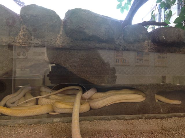 �����Ⴄ����_���Ái�V�_�j���֎�����