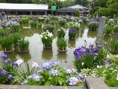 太宰府天満宮の花菖蒲 アクセス 営業時間 料金情報 じゃらんnet