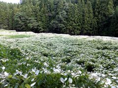 こぼらさんの岡田の谷の半夏生園の投稿写真1