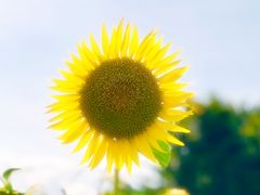 ߂̂̍ԎsЂ܂蔨ւ̓eʐ^1