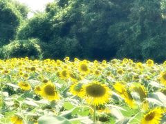 ߂̂̍ԎsЂ܂蔨ւ̓eʐ^2