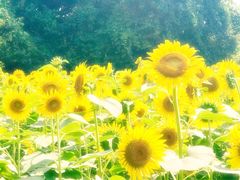 ߂̂̍ԎsЂ܂蔨ւ̓eʐ^3