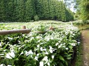 ڂ炳̉c̒J̔Đ̓eʐ^1