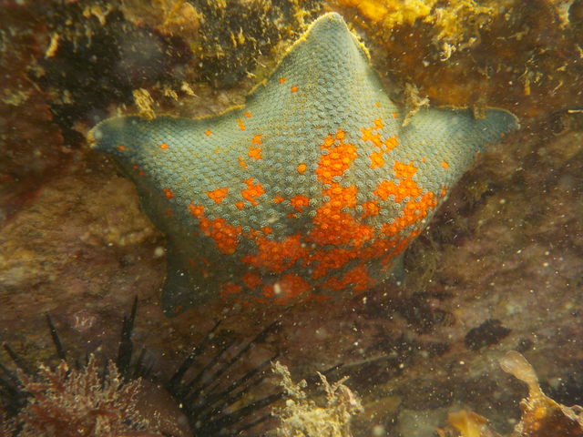 �e�g���ɂ͂����Ă����q�g�f_�呠�C��