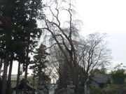 gV[̐_ِ_Ђ̃GhqK̓eʐ^1