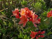 ܁`ځ`̖씽΂̃QccW̓eʐ^1