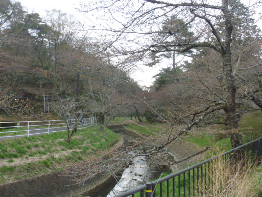 翠ケ丘公園の桜並木 アクセス 営業時間 料金情報 じゃらんnet