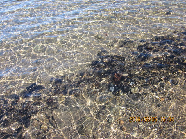 �����̃L�����r�[���͎x┌΂̐��g�p�Ƃ̂��ƁB�������̂͗t���ς������ł��P_Pacifica(�p�V�t�B�J)