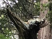 hanahana̐Ώ_{qa̓eʐ^1