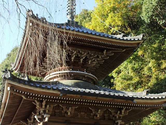 �@�ӗ֎��̑��󓃁B_�@�ӗ֎�