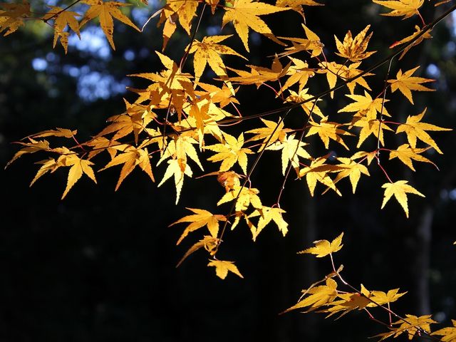 Yanwenli̔@ӗ֎̓eʐ^5