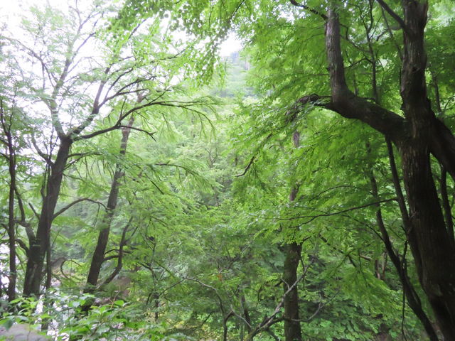 �V�����̎���͂��������Ƃ����L�t����_�H�߂̑�