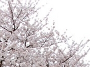 ANZ[JC̒Jc쉈̃TN̓eʐ^1