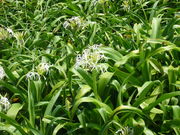 �X�k�v����̉Ĉ䃖�l�͂܂䂤�����̓��e�ʐ^1