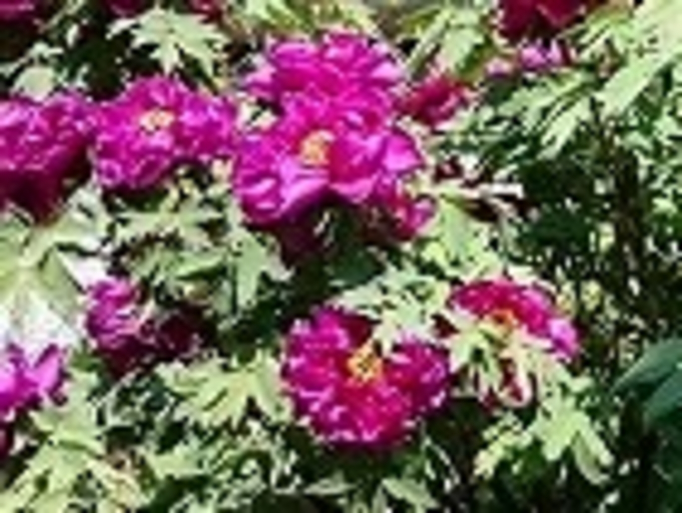 大間々駅周辺の動物園 植物園ランキングtop10 じゃらんnet