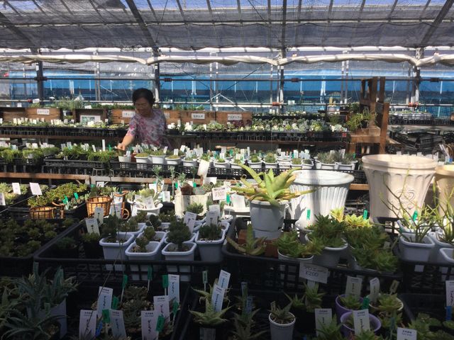 ��R�̑����A�����c�I�Ԃ̂Ɏ��Ԃ�������܂�(��-��; )_Saiki�@Engei