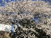 cinnamon̖kmی̍̓eʐ^1