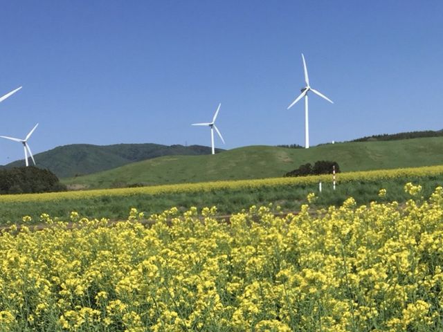 �ʐ^_���l���̍؂̉Ԕ�