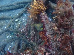 ͂[̈ɓ_CrOXN[ gbcւ̓eʐ^2