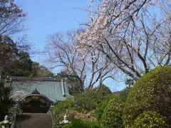 Ƃ񂳂̃TN̏@ւ̓eʐ^1