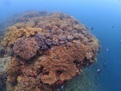 ݂悳Kofa@and PuPuւ̓eʐ^1