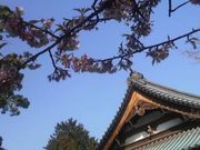 Ƃ񂳂̃TN̏@̓eʐ^5