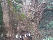 ���Ƃ��񂳂�̊����_�Ђ̑�N�X�̓��e�ʐ^1